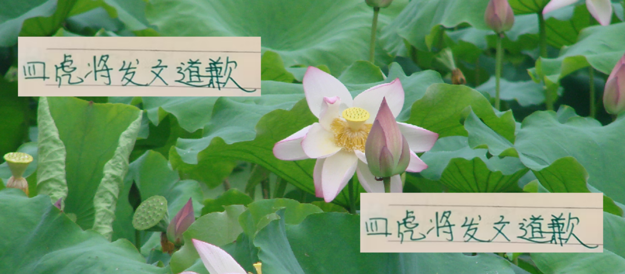 0比6大败后 张玉宁 发飙 古加 塞鸟 北京国安四名虎将 相继致歉